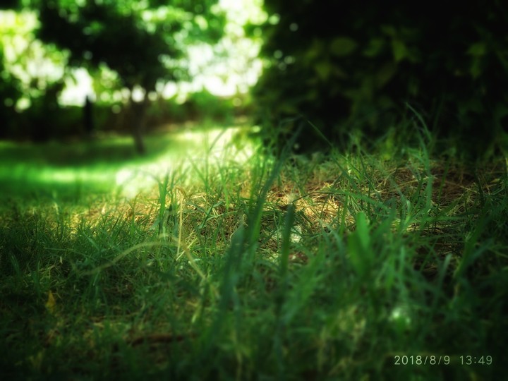 Grass