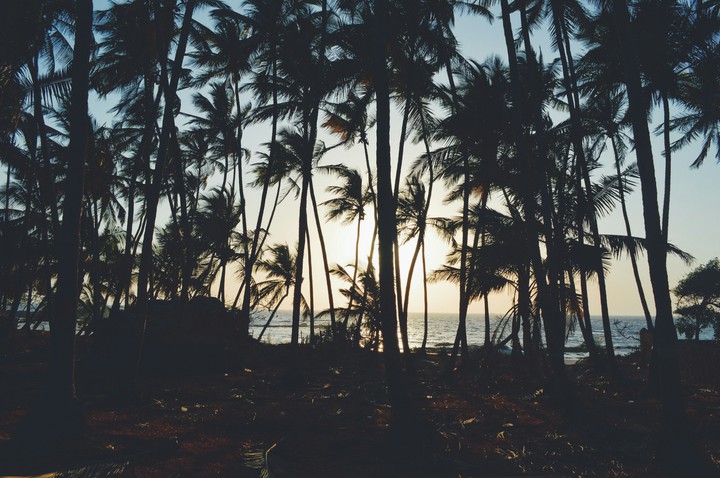 trees