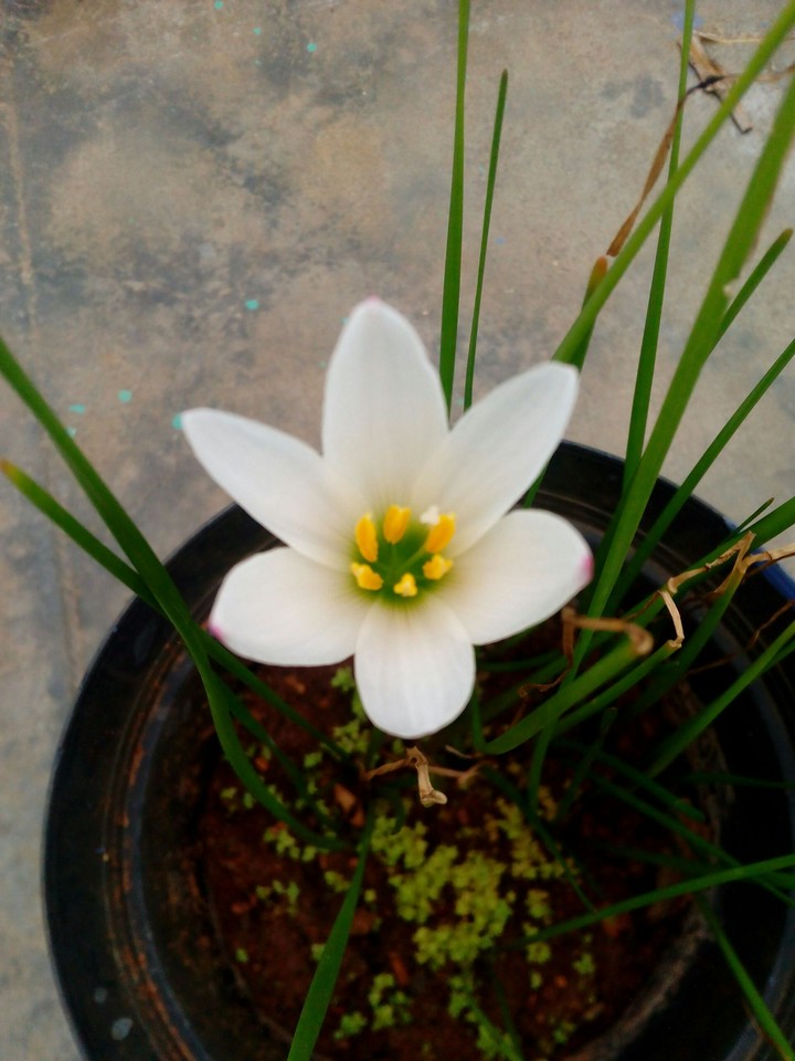 white flower