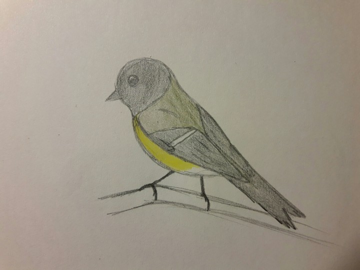Parus Major
