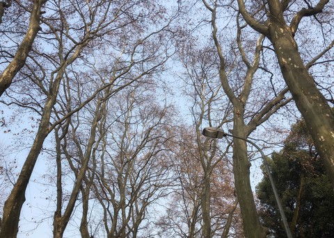 tree, woodland háttérképek