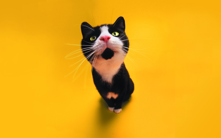 cat
