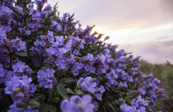 Nilakurinji Flowers  ( Blooms once in 12 years)