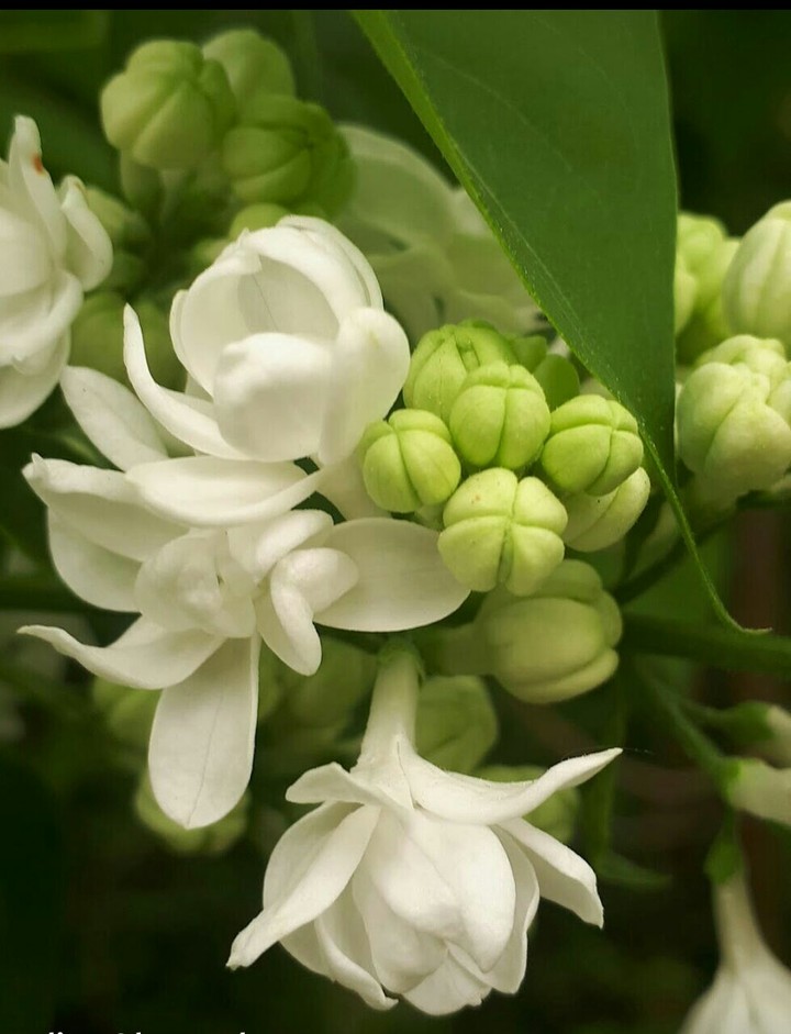 Fragnant bell flower