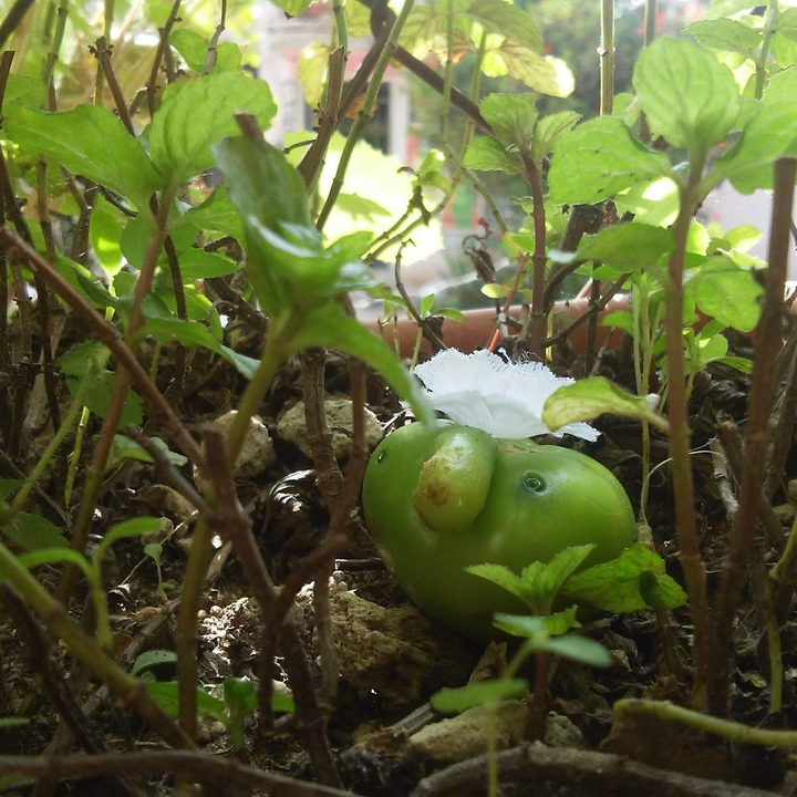 Tomato 2