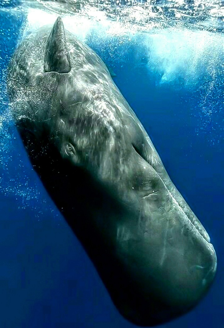 Sperm Whale Going Down