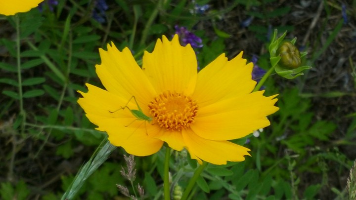 아기 메뚜기,Baby Grasshopper on the flower,