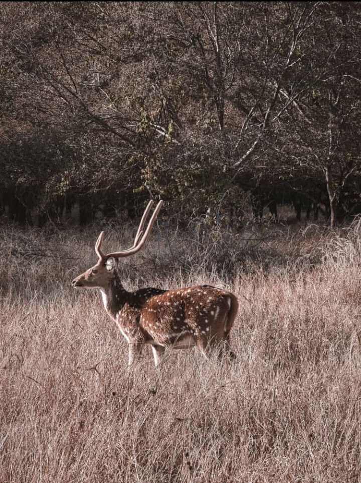 Deer