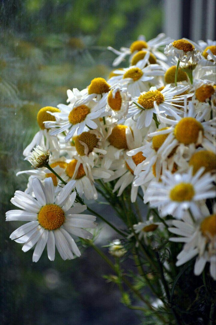 camomiles