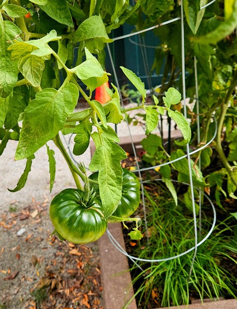 Big Green Tomatos!