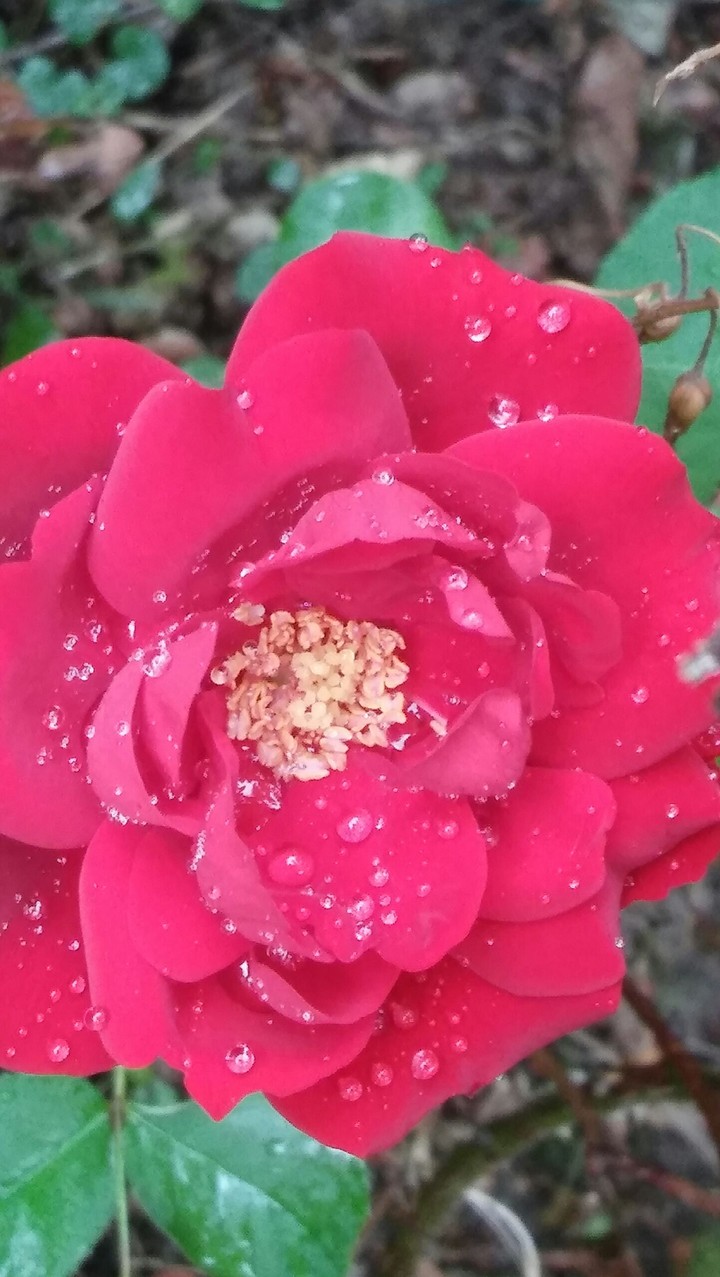 dew