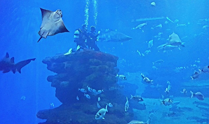 Diving with sharks and rays