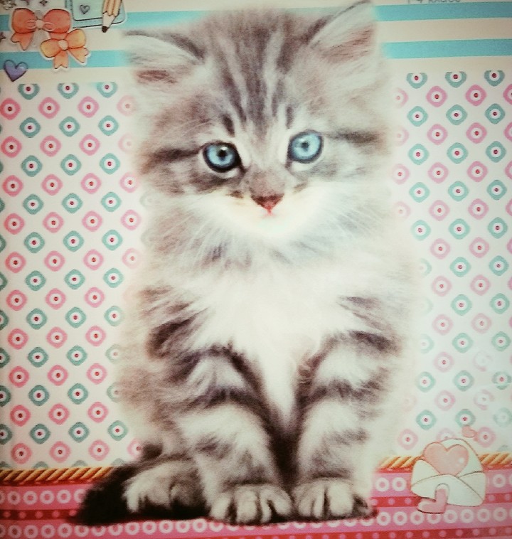 котёнок