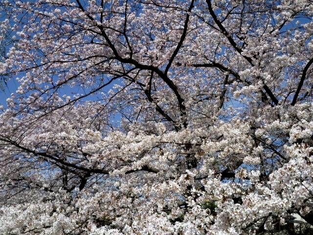 japan sakura