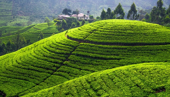 tea