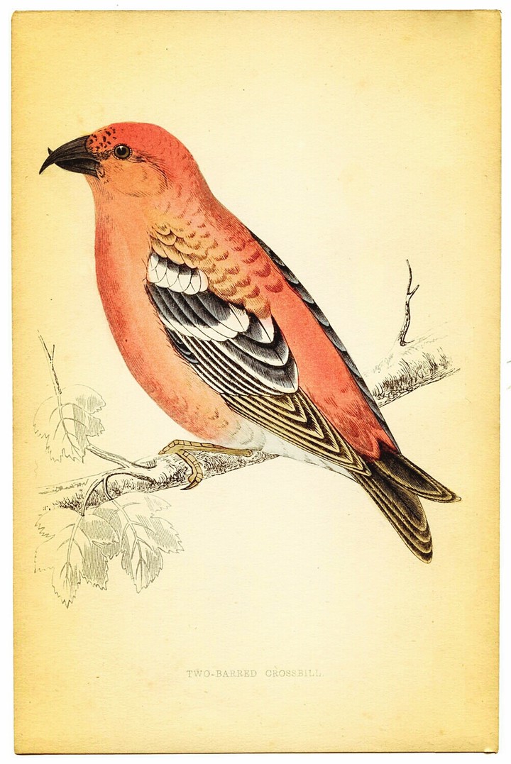 oiseau