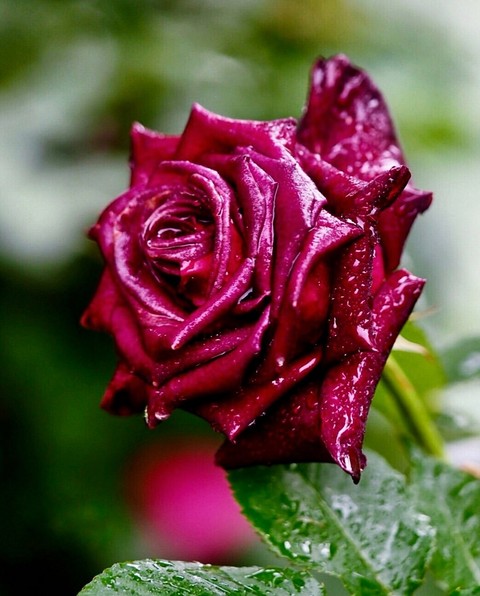 Roses