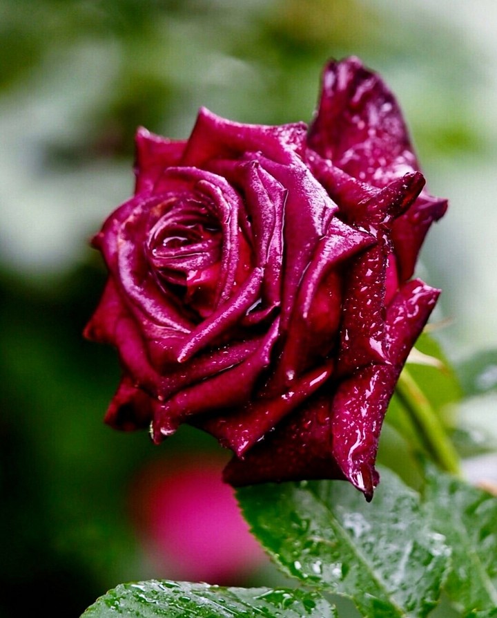 Roses