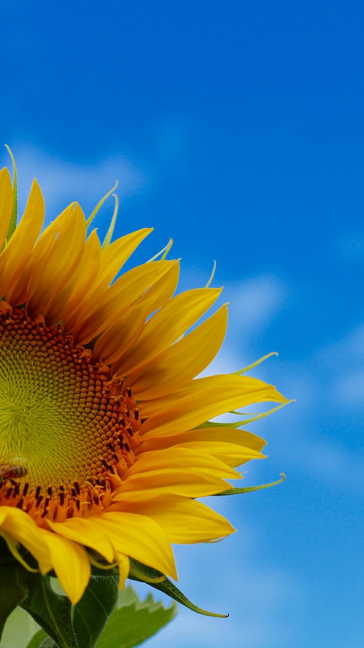 Sunflower Sky