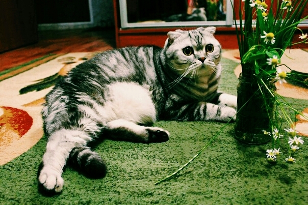 #Tom