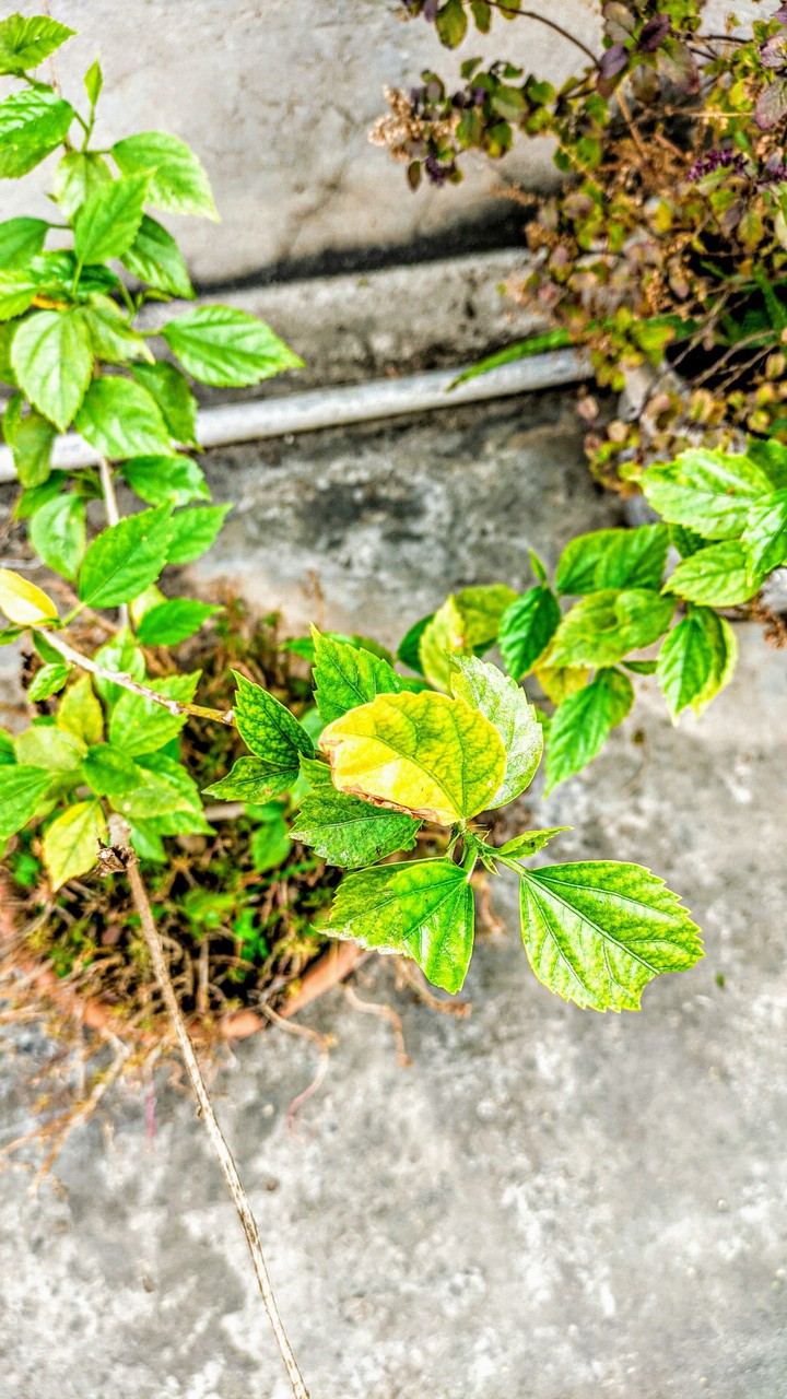 Leafs