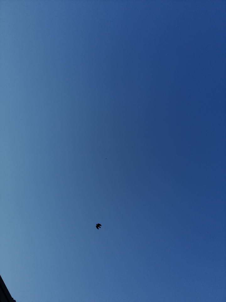 н