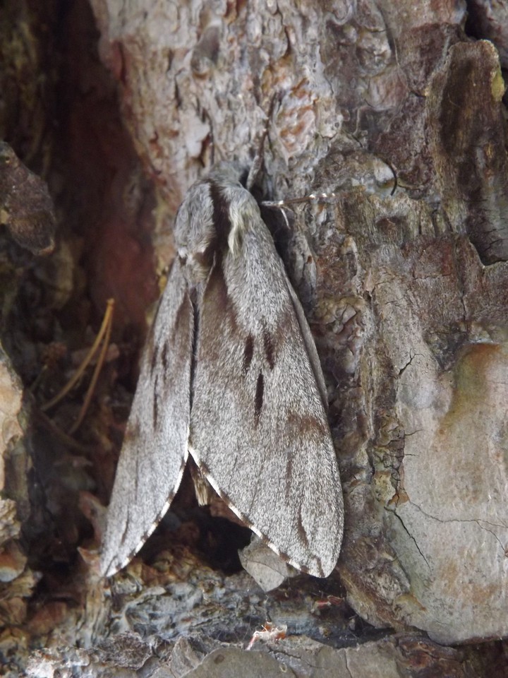 Huge well-masked moth