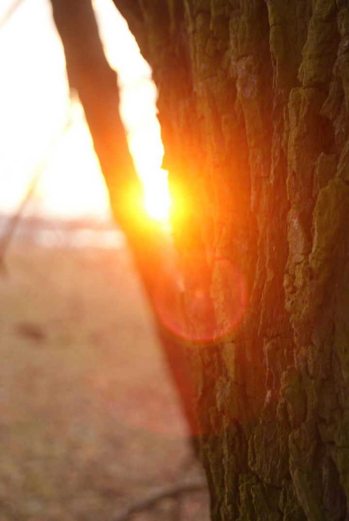 #sun #old_tree