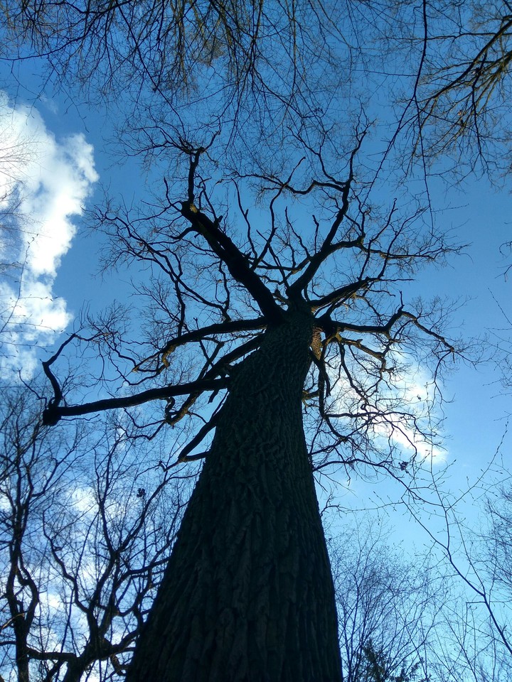 tree