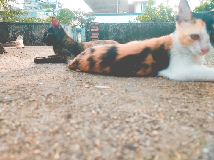 my pet