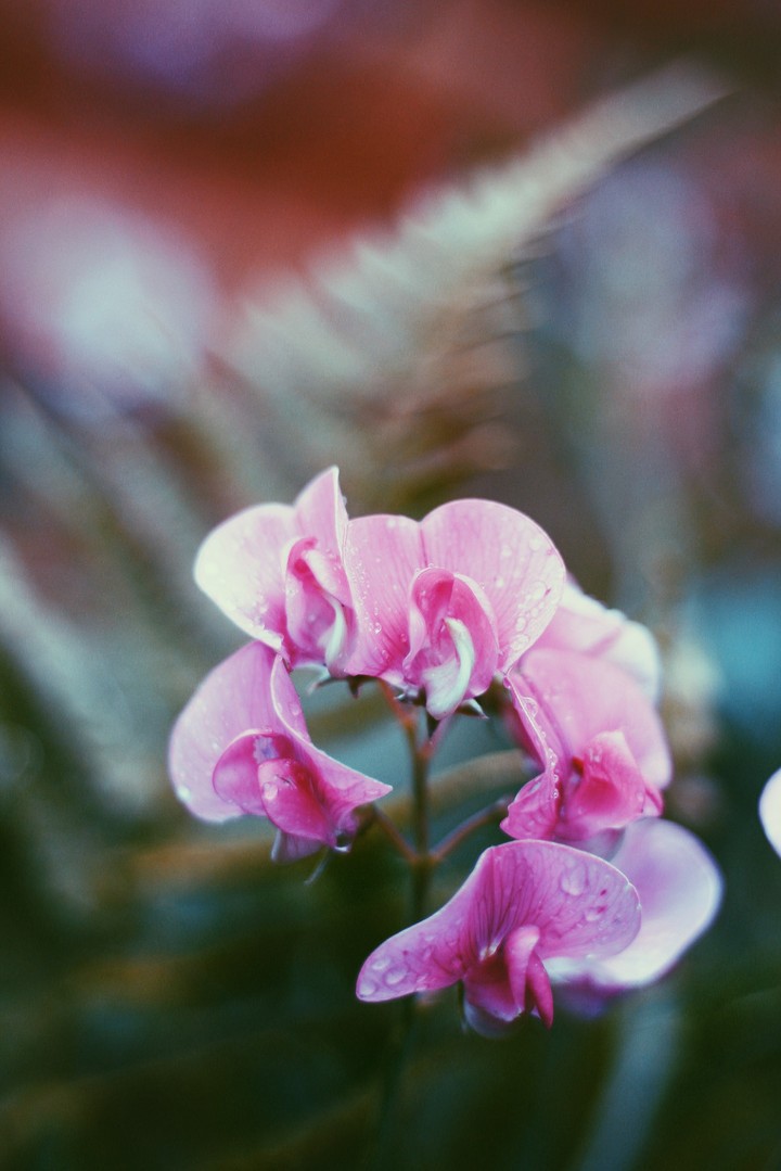 Orchid
