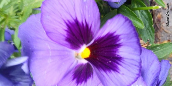 late summer bloom