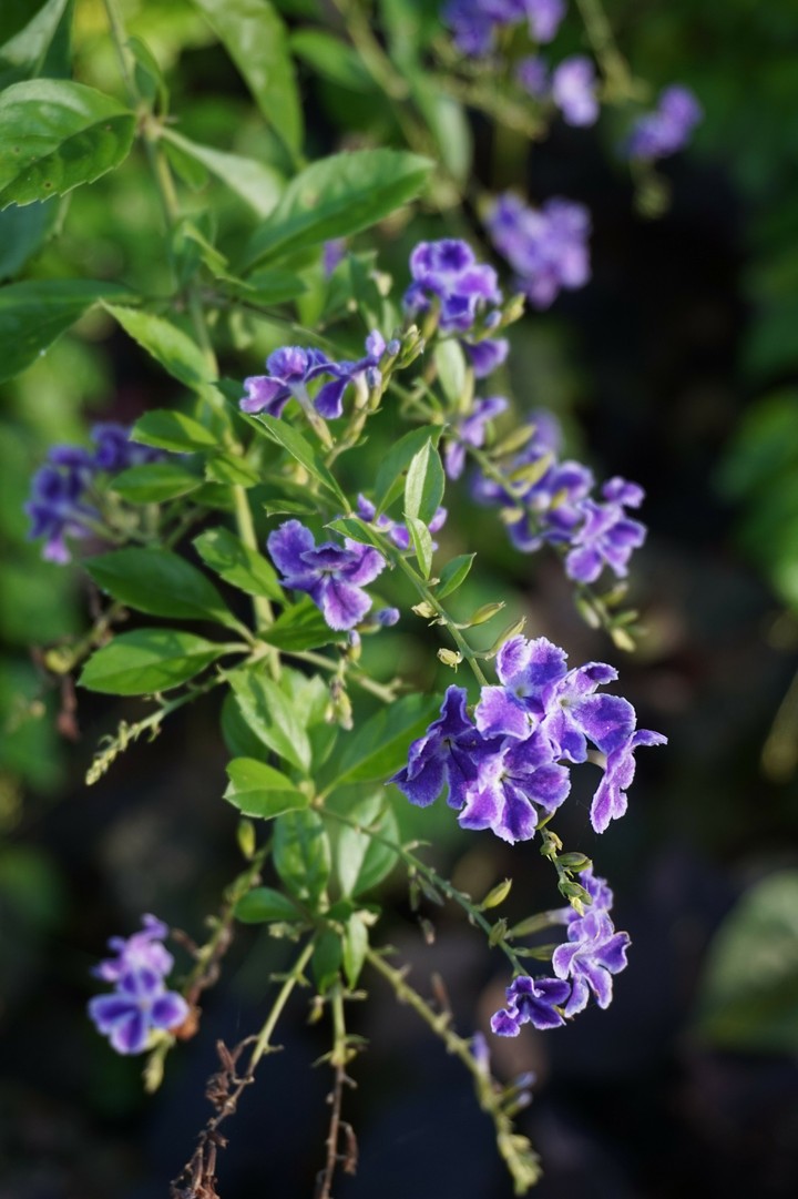 flower somewhere in texas