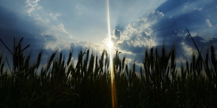 Wheat Field