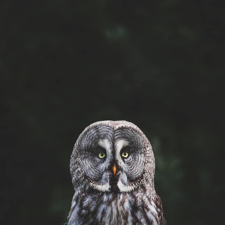 owl