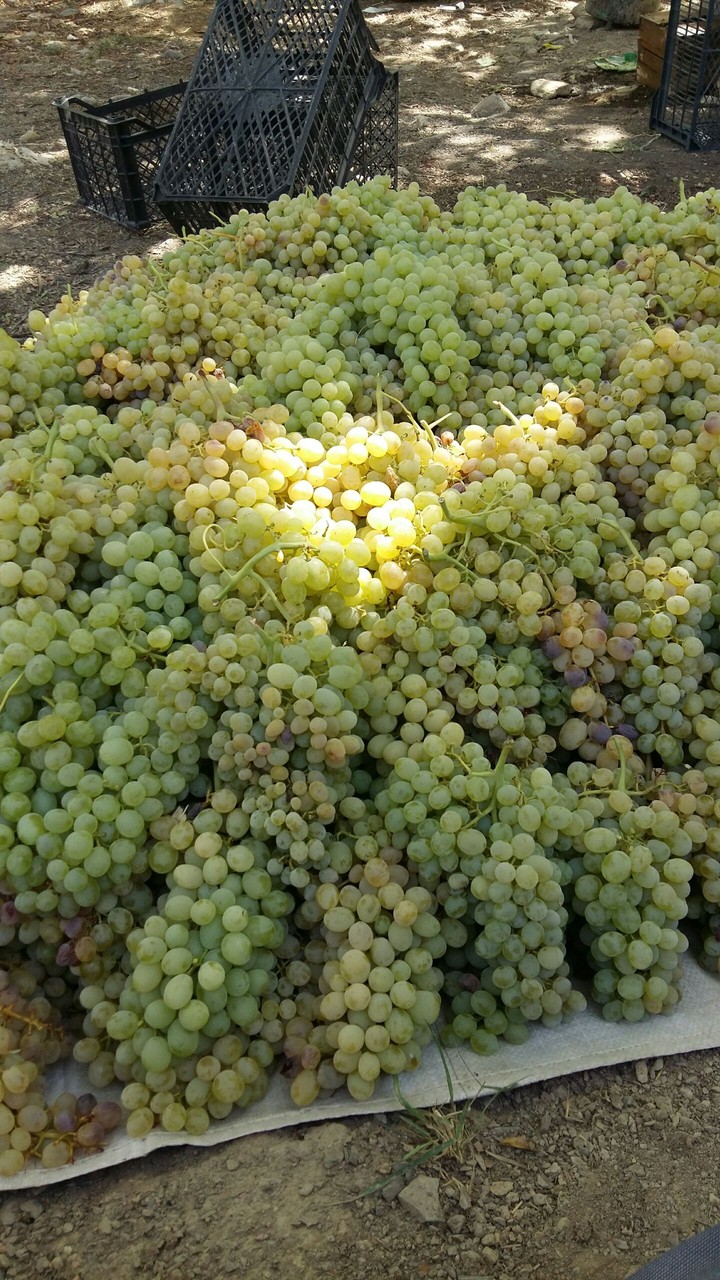 Vineyard