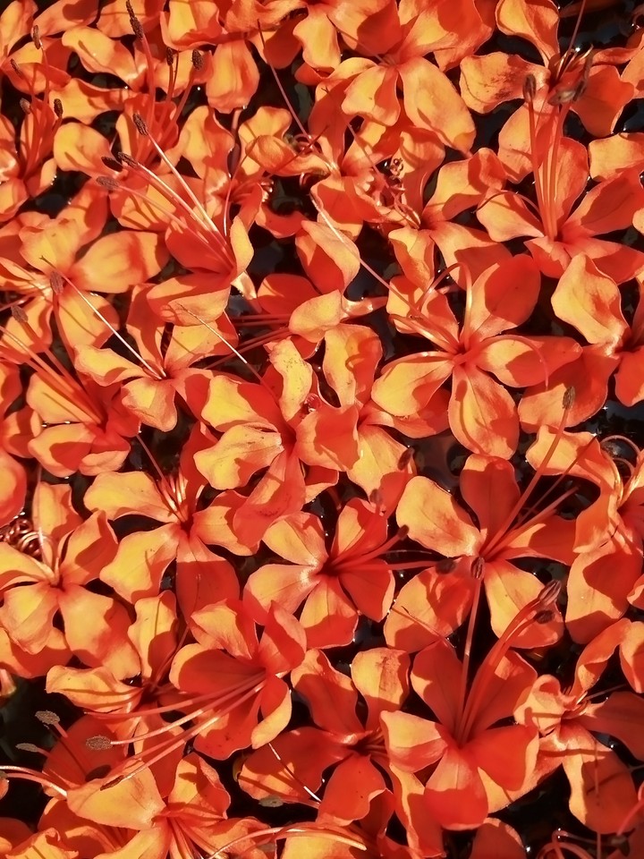 flower bed...