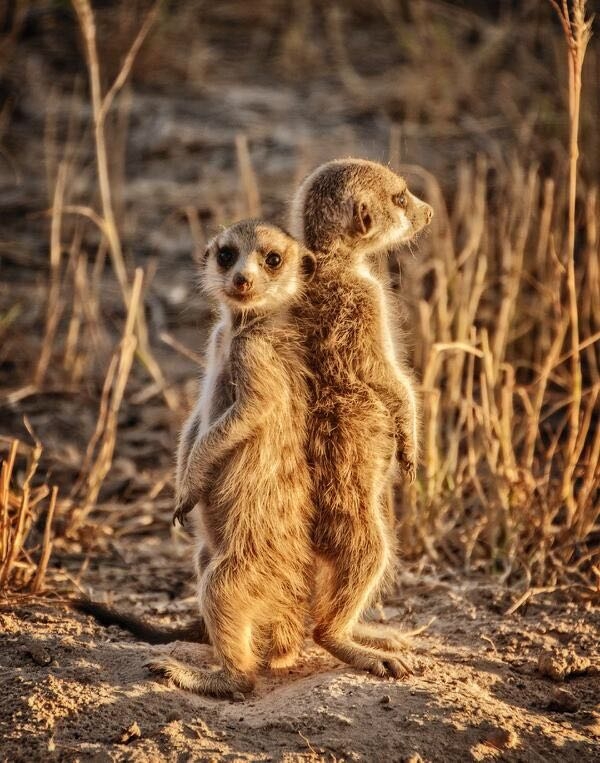 Meercat