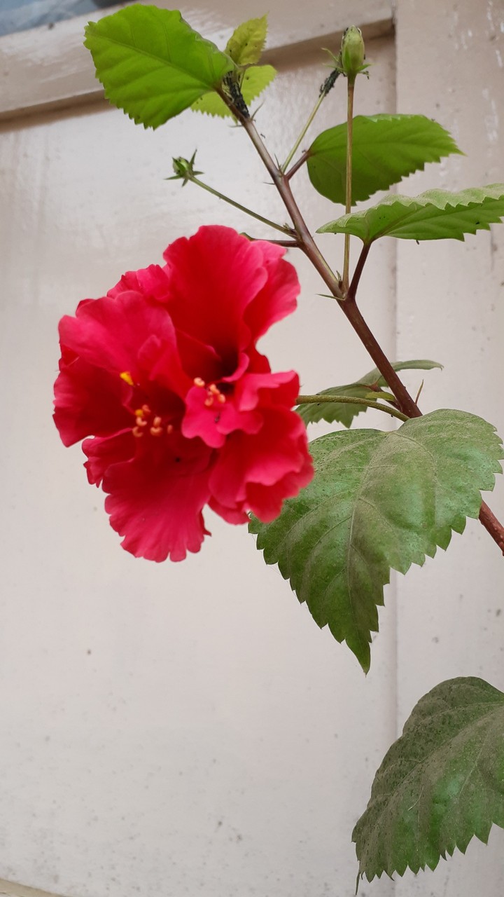 my garden flower