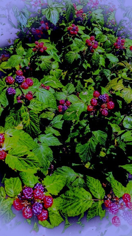 wild black raspberries