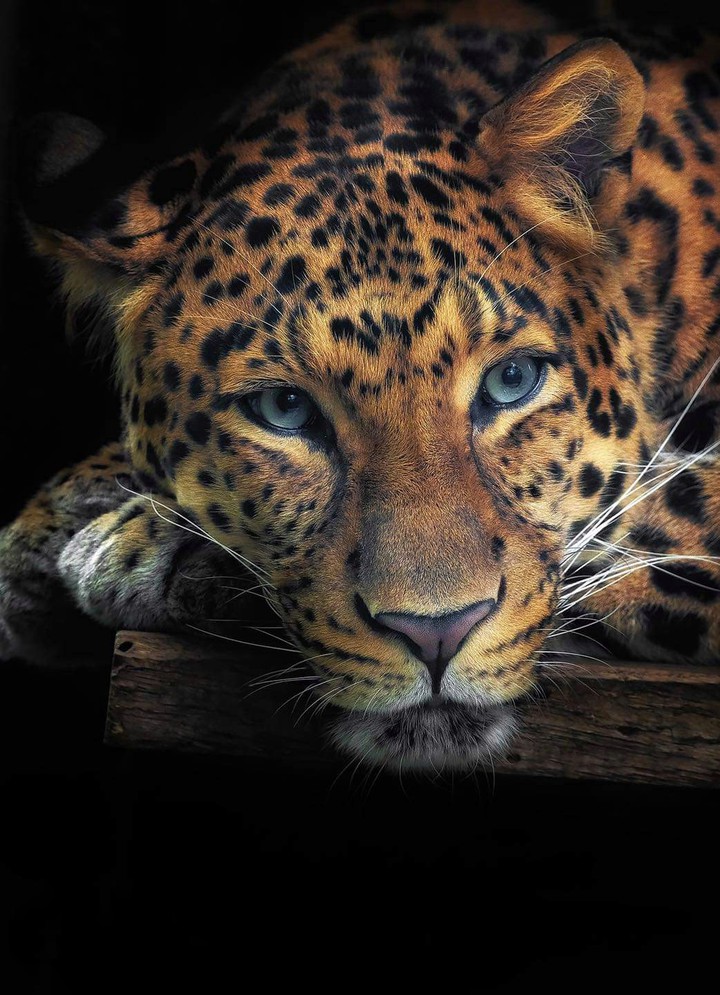 Leopard