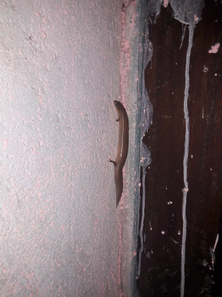 lizard