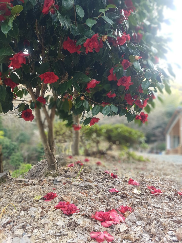 동백꽃