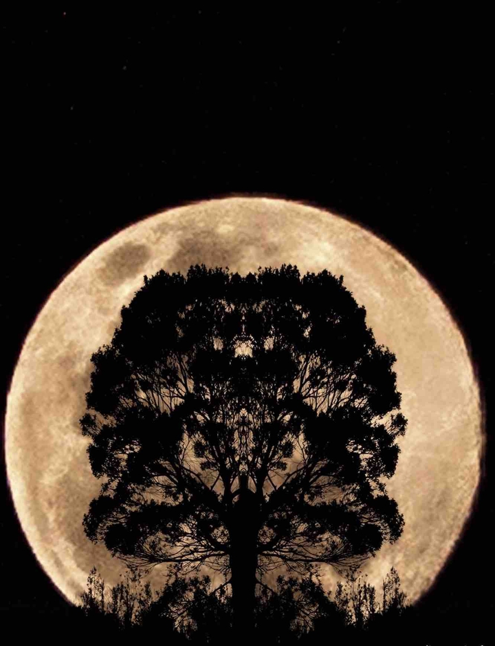 Moon tree