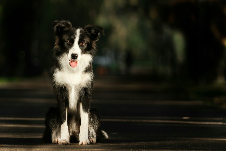 an beautiful dog