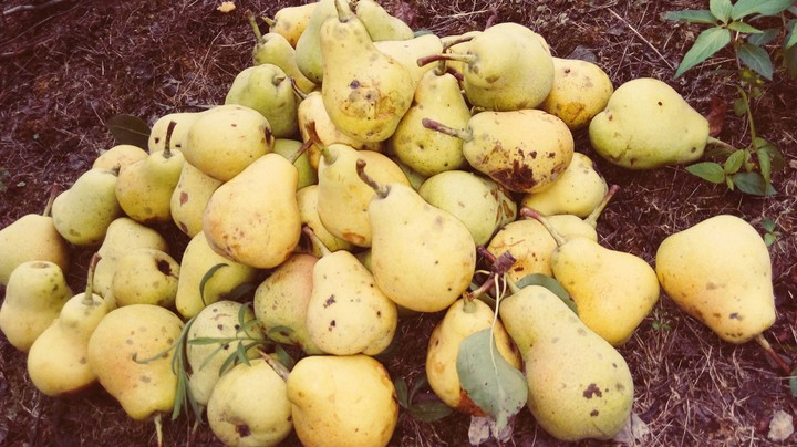 Pear Granny's House