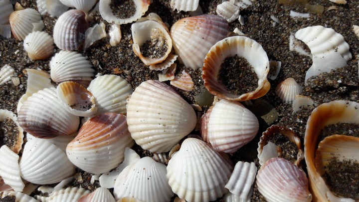 shells