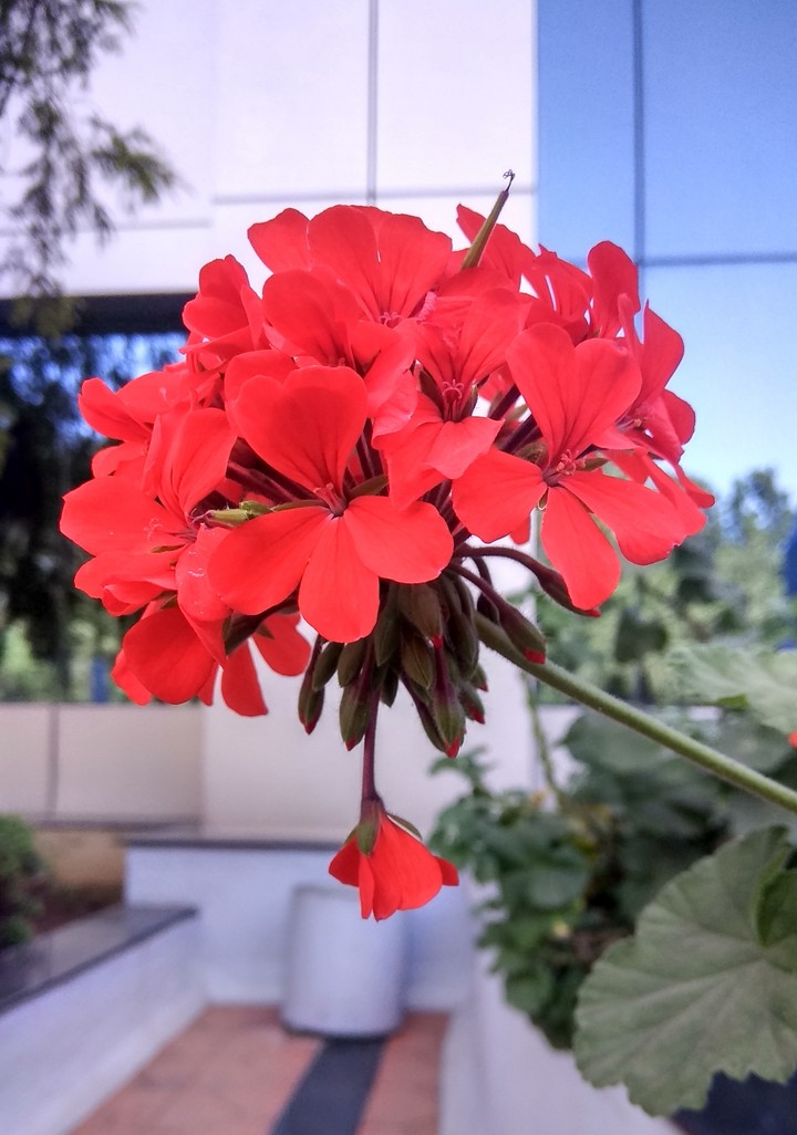 red flower