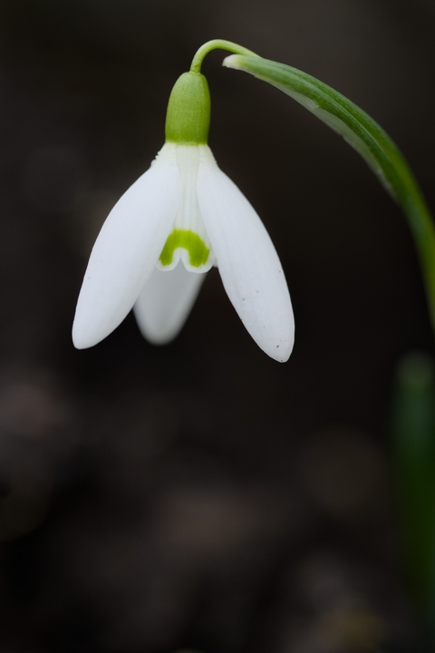 тапети amaryllidaceae, petal