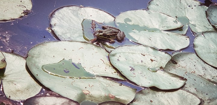 Frog prince